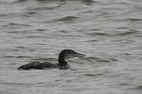 Plongeon imbrin