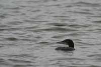 Plongeon imbrin