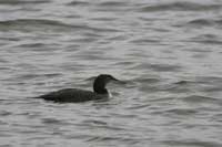 Plongeon imbrin