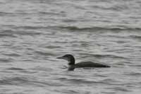 Plongeon imbrin
