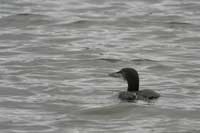 Plongeon imbrin