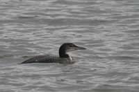 Plongeon imbrin