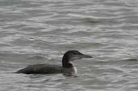 Plongeon imbrin