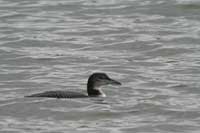 Plongeon imbrin