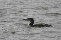 Plongeon imbrin
