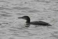 Plongeon imbrin