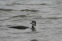 Plongeon imbrin