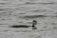 Plongeon imbrin