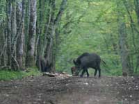 Sanglier